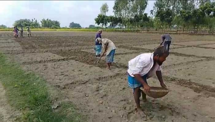 রাণীশংকৈলে শীতকালীন সবজি চাষে ব্যস্থ অধিক মুনাফার  আশায় কৃষকরা