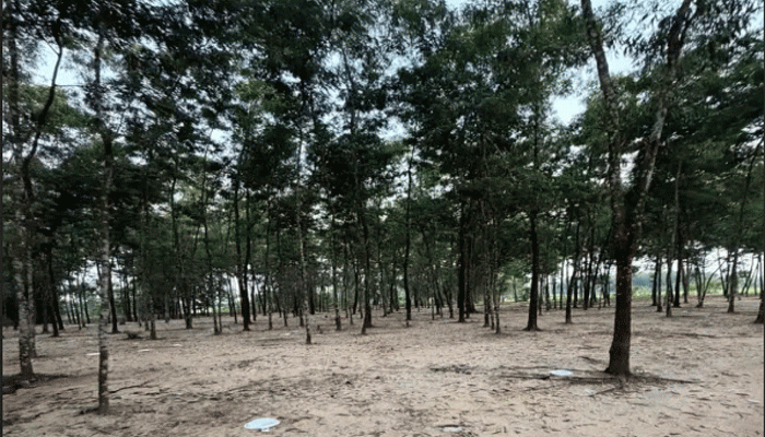 নিয়ামতপুরে অবাধে বন বিভাগের গাছ কাটার অভিযোগ