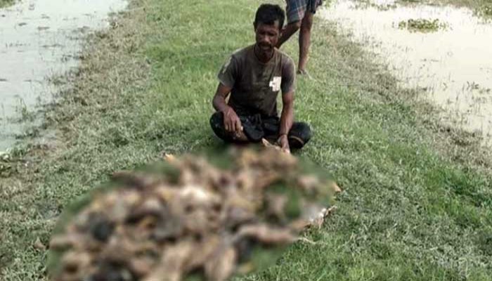 হাওরে নেওয়ার পরই খামারির এক হাজার হাঁসের মৃত্যু, বিষ প্রয়োগের অভিযোগ