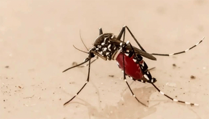 গত ২৪ ঘণ্টায় ডেঙ্গুতে আরও ৪ জনের মৃত্যু