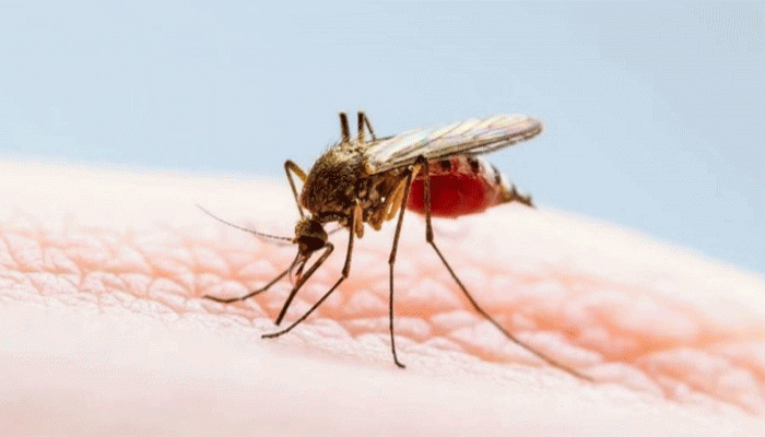 ডেঙ্গুতে আক্রান্ত হয়ে আরও ৪ জনের মৃত্যু