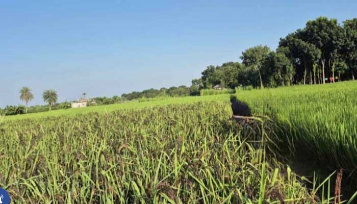 রাজশাহীর দুর্গাপুরে প্রথমবারের মতো ‘ব্ল্যাক রাইস’ চাষ, কৃষিতে নতুন সম্ভাবনা