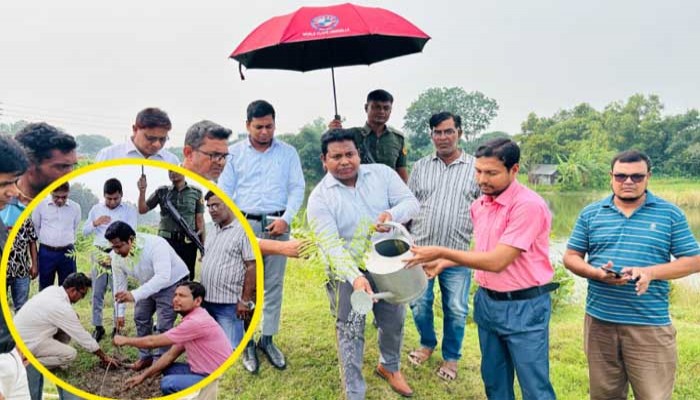 পরিবেশ রক্ষা ও সৌন্দর্যবর্ধনে আত্রাইয়ে ১৫০ কৃষ্ণচূড়ার চারা রোপণ