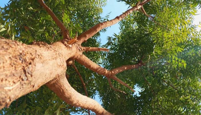 ত্বক থেকে চুল, নিম গাছের যত উপকারিতা