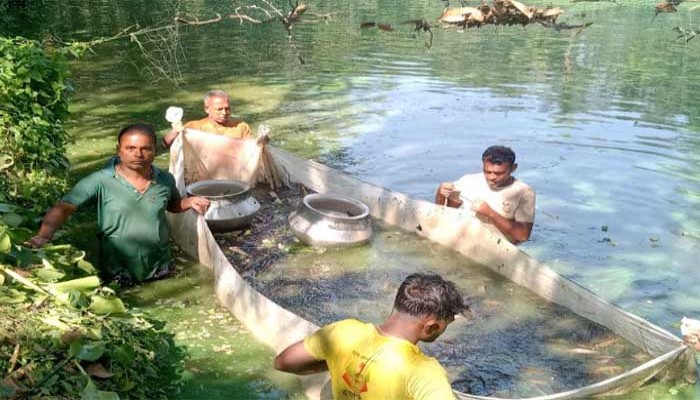 রাণীনগরে পুকুরে বিষ প্রয়োগে ১৫লাখ টাকার সিং মাছ নিধনের অভিযোগ
