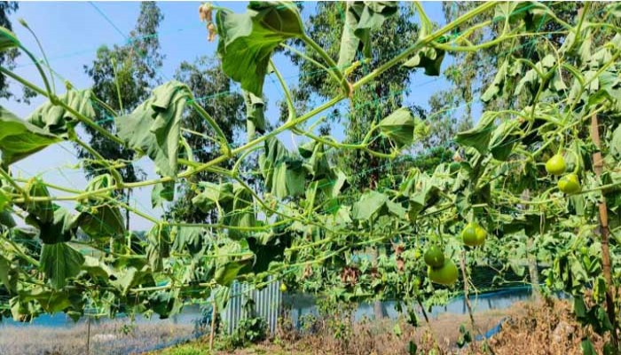 আখাউড়ায় রাতের আঁধারে কৃষকের স্বপ্ন শেষ