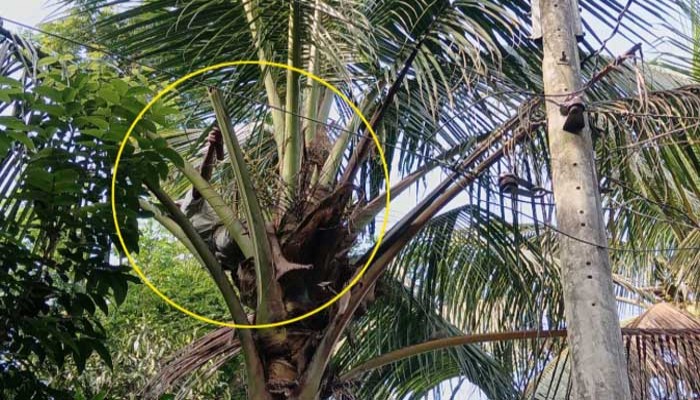 নারকেল গাছে উঠেই ‘মাগো’ বলে চিৎকার বৃদ্ধের, অতঃপর...